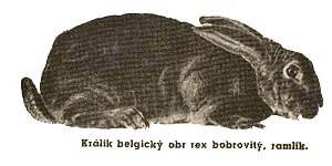 belgický obr rex bobrovitý - ABC králíkáře (1940)