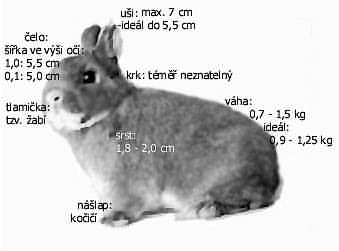 zakrslý králík